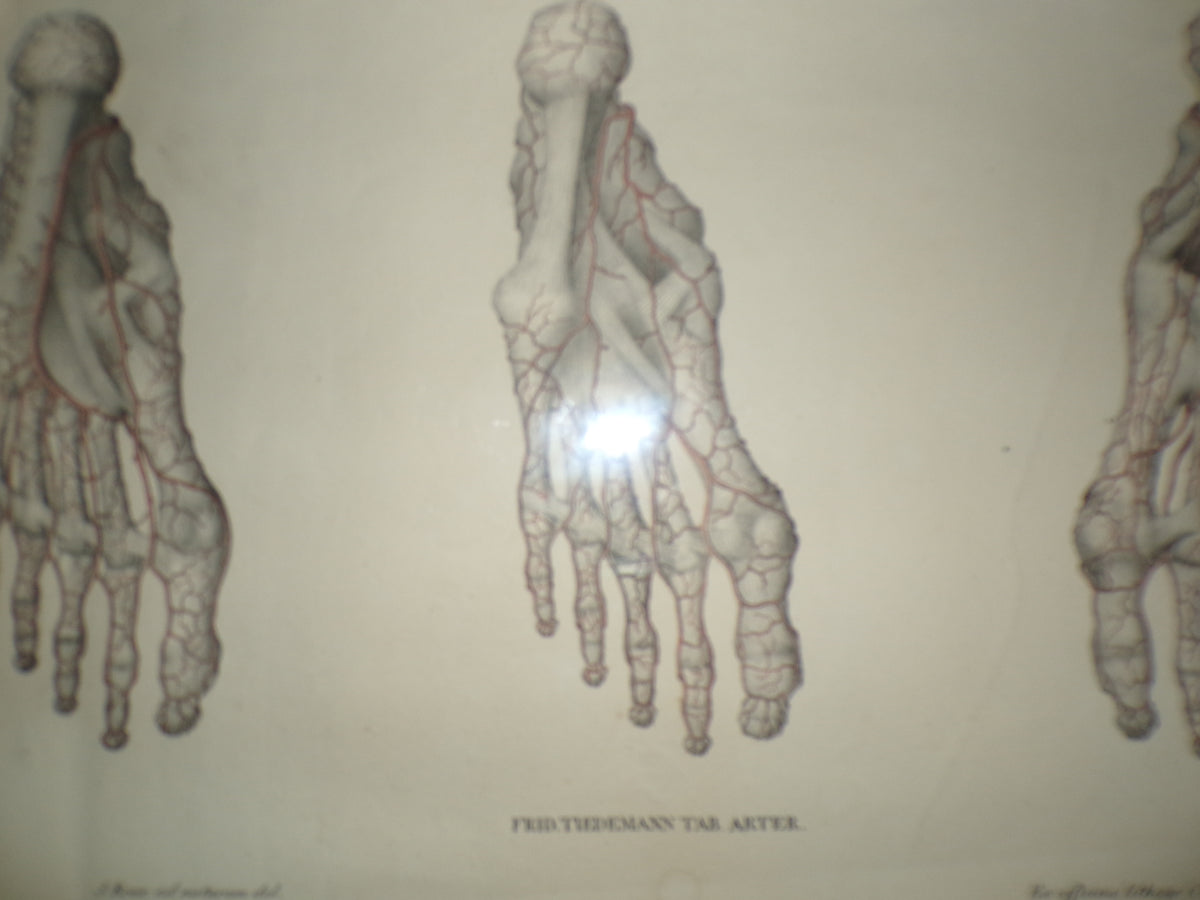 Anatomical Georgian poster of the feet