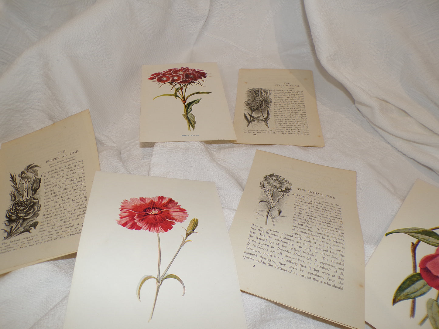 Edwardian hand coloured flower plates