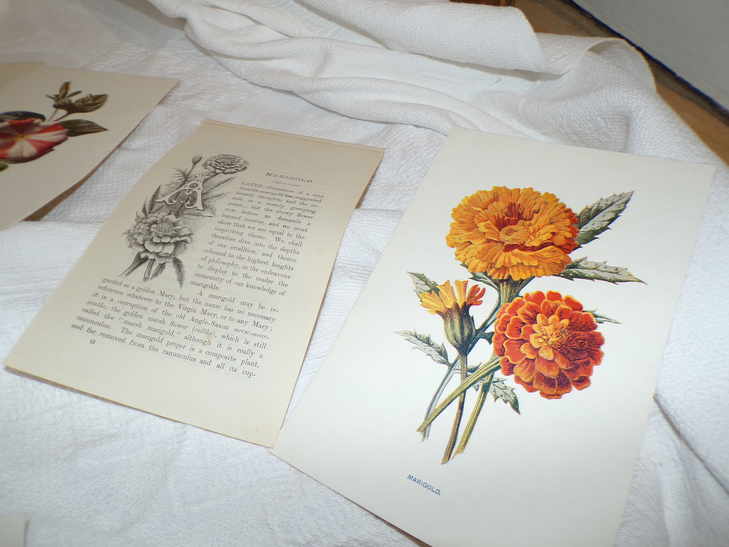 Edwardian hand coloured flower plates