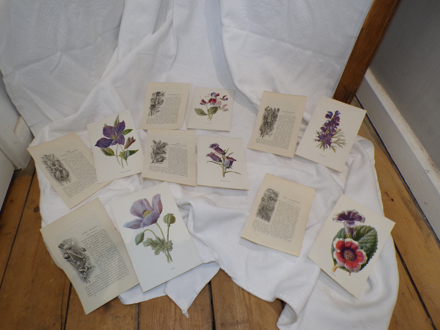 Edwardian hand coloured flower plates