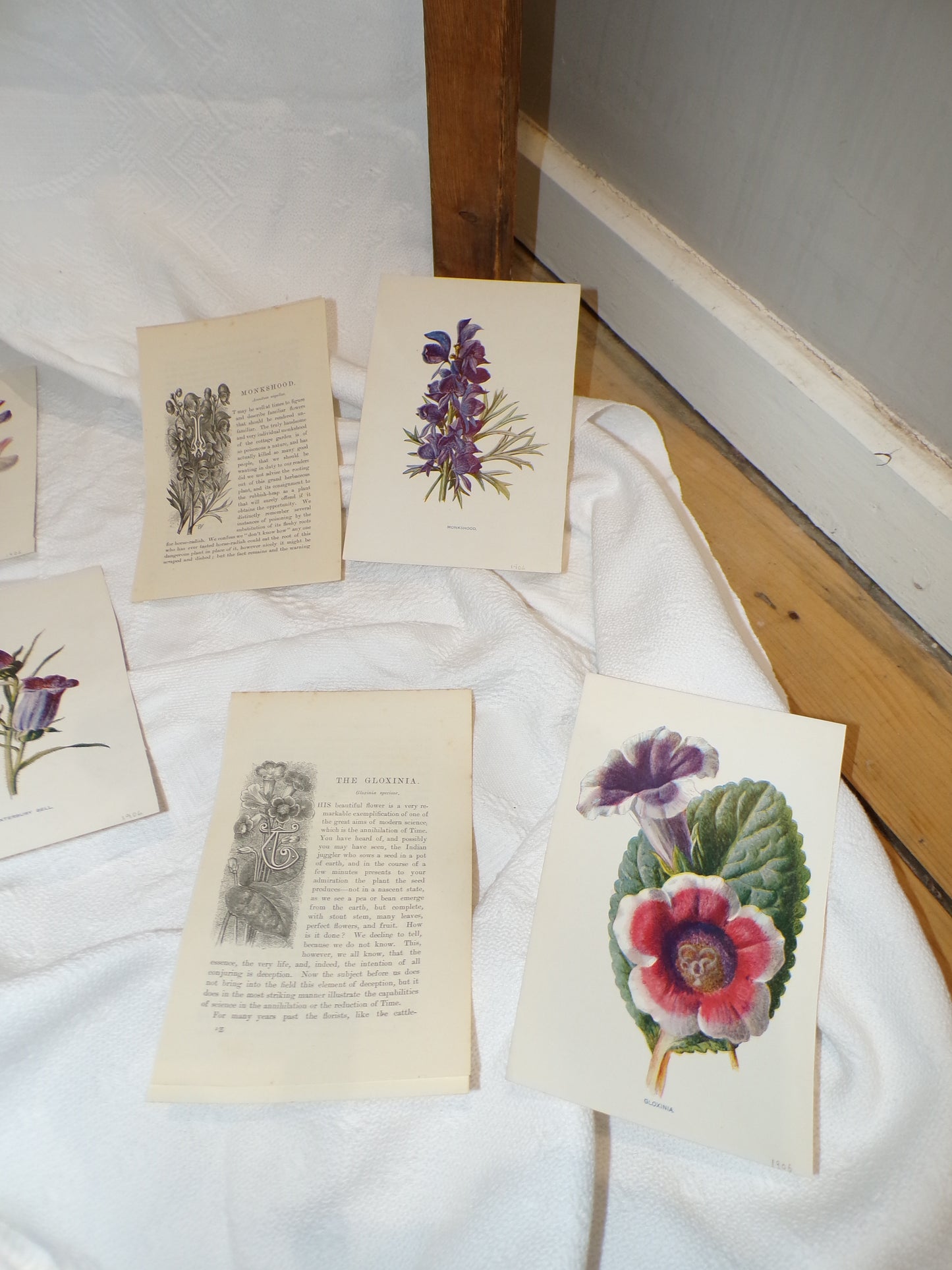 Edwardian hand coloured flower plates