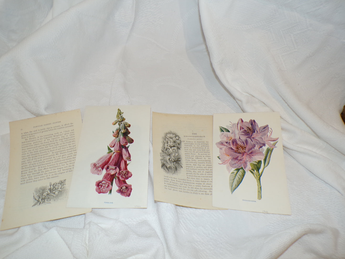 Edwardian hand coloured flower plates