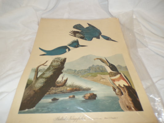 A range of plates from the Audubon Collection