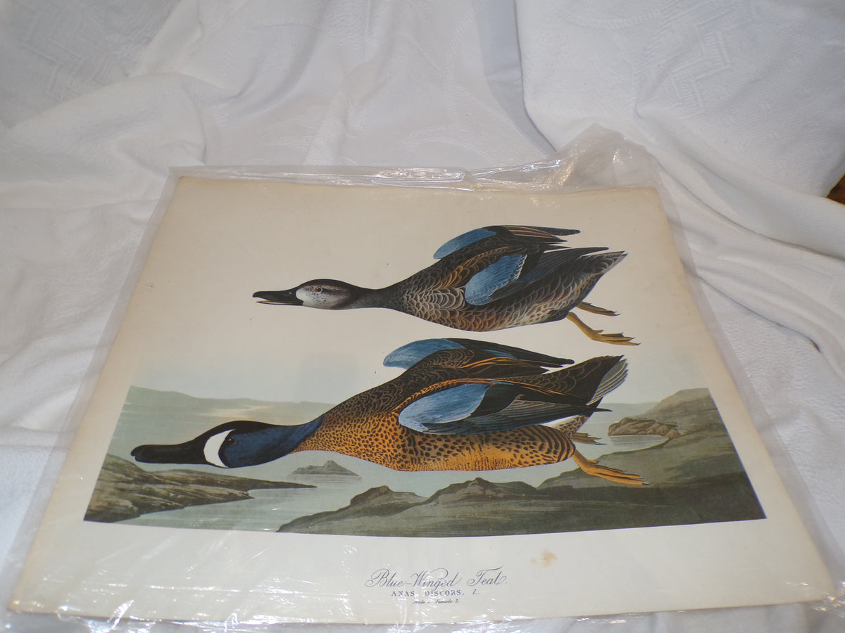A range of plates from the Audubon Collection