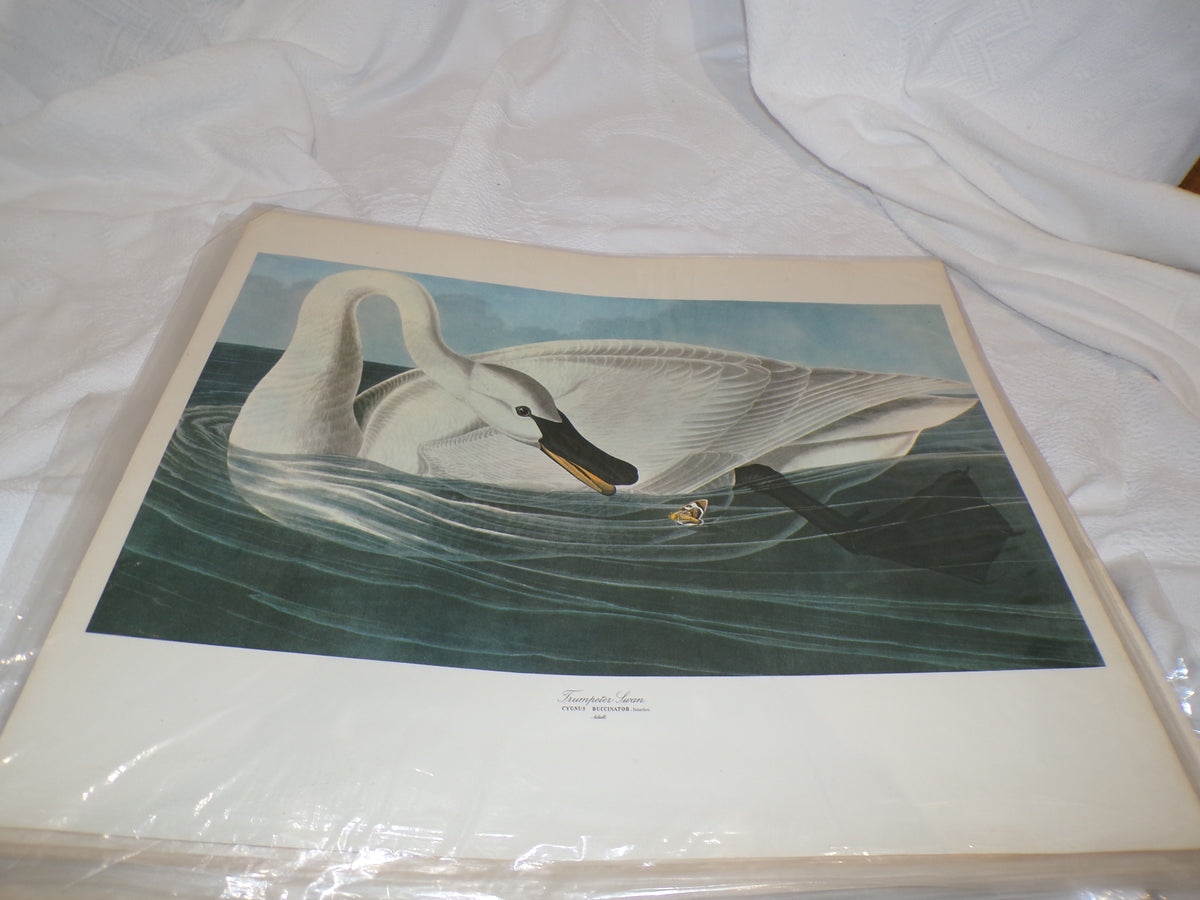 A range of plates from the Audubon Collection