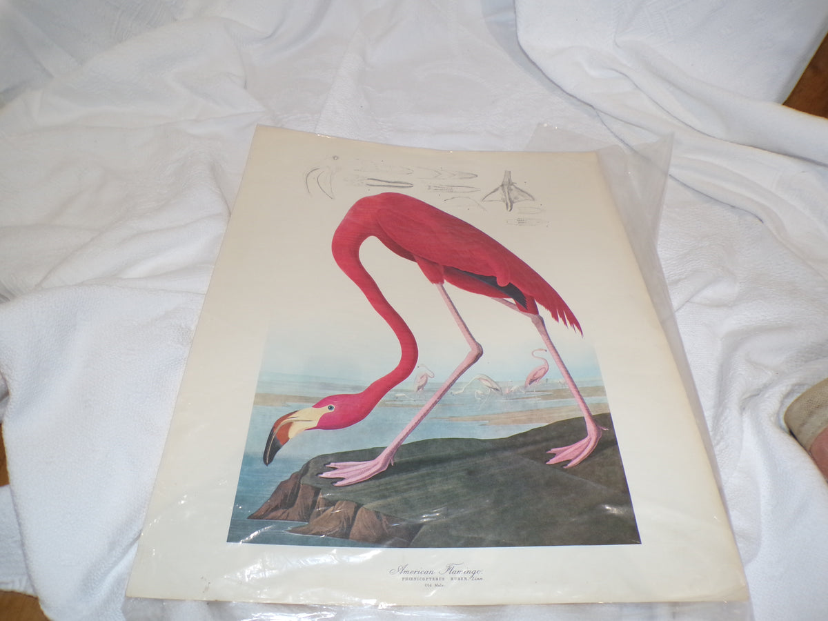 A range of plates from the Audubon Collection