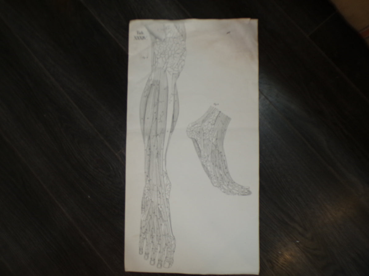 Antique anatomical poster of leg and feet