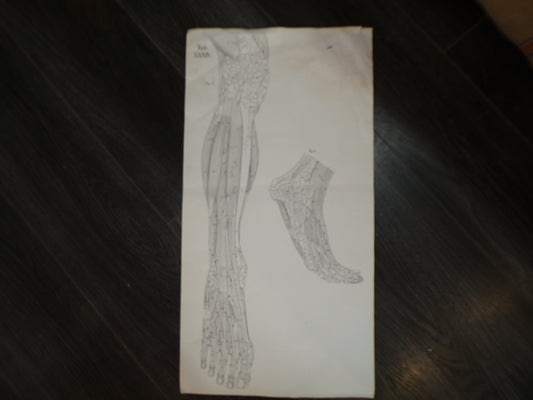 Antique anatomical poster of leg and feet