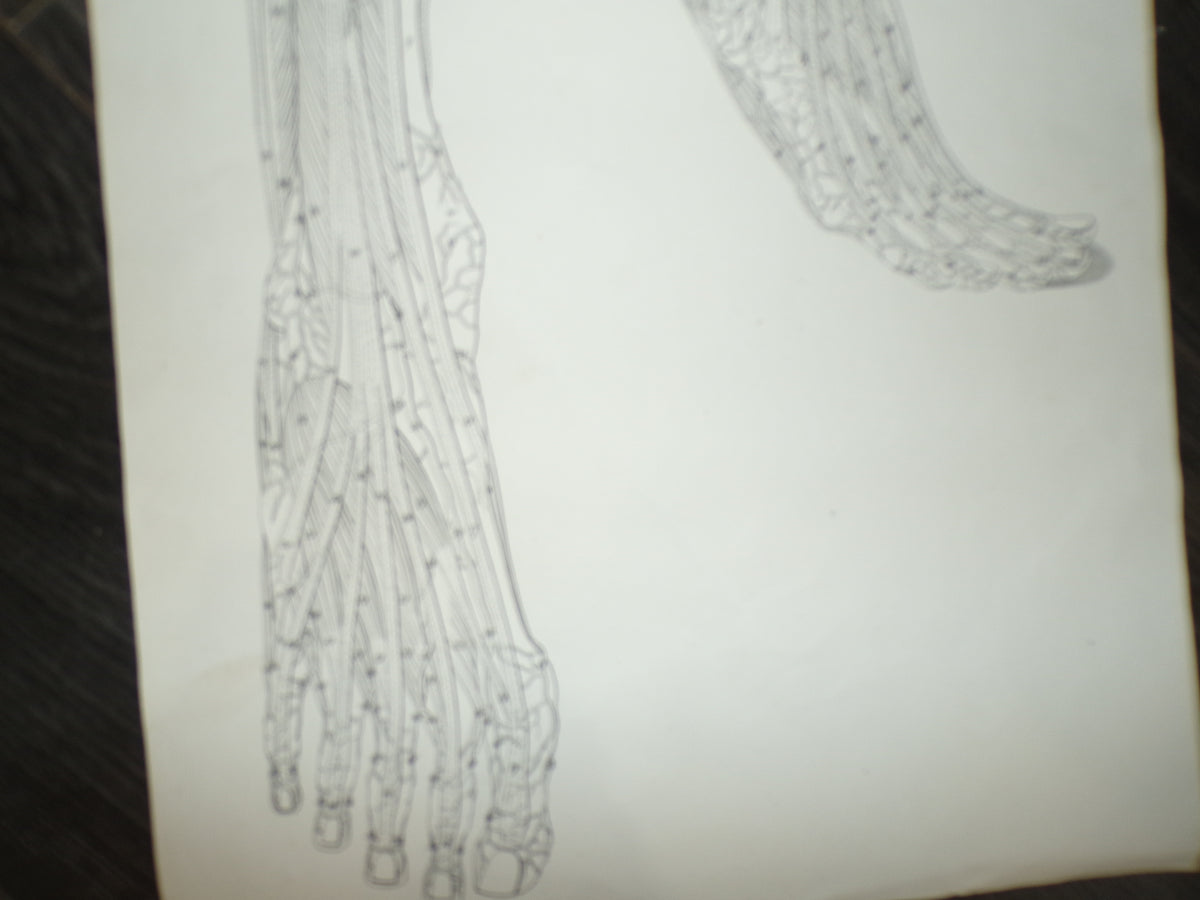Antique anatomical poster of leg and feet