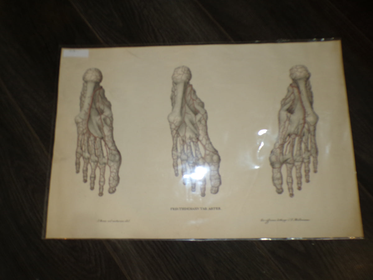 Anatomical Georgian poster of the feet