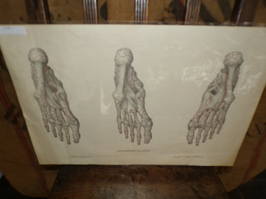 Anatomical Georgian poster of the feet