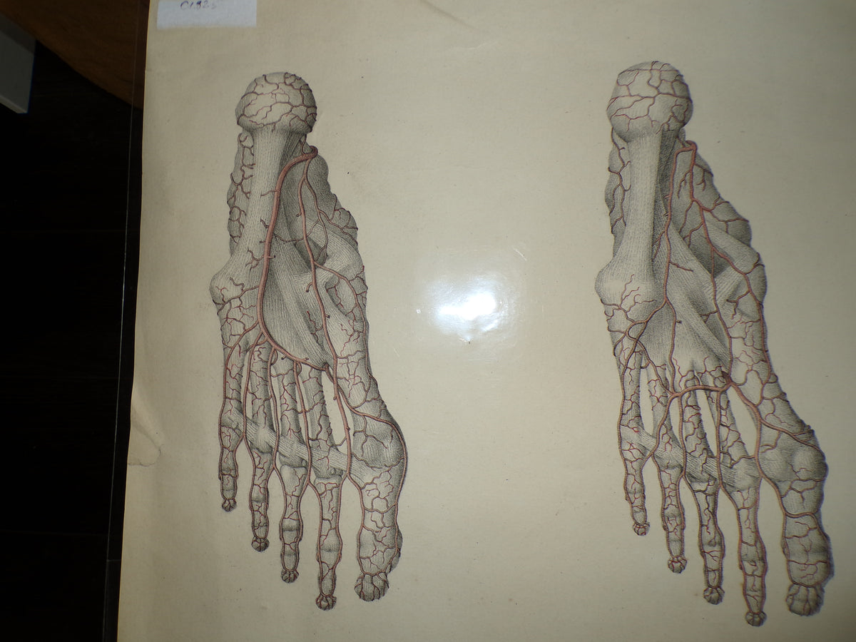 Anatomical Georgian poster of the feet